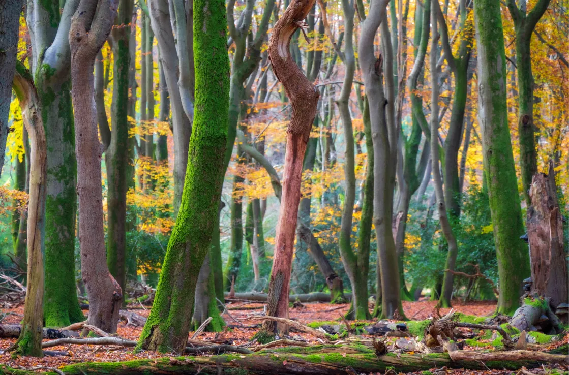 trees